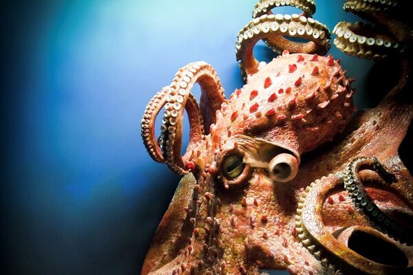 Kraken 12at зеркало